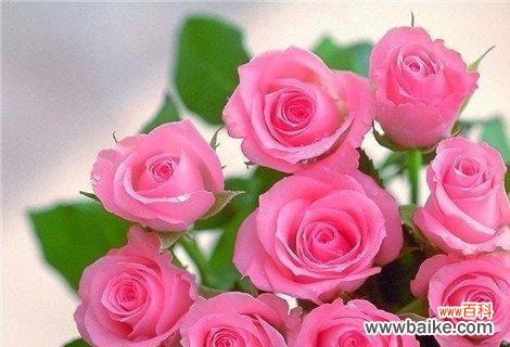 从一朵到一束 情人节玫瑰花数量的含义