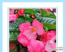 秋海棠花语传递爱与坚强 秋海棠花语的美丽寓意