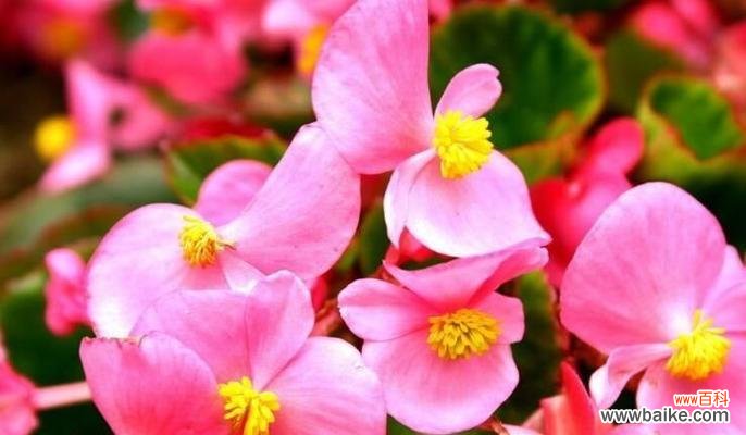 赏秋海棠 秋海棠花语与寓意