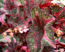 揭秘秋海棠叶的深刻内涵 秋海棠叶的寓意与象征