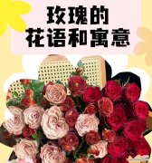 送给男朋友袖子玫瑰花有何深意？这种花语代表了什么情感？
