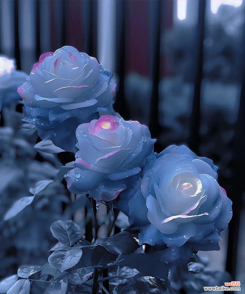 观赏蓝色玫瑰时应该了解哪些花语?蓝色玫瑰在花卉语言中代表什么?