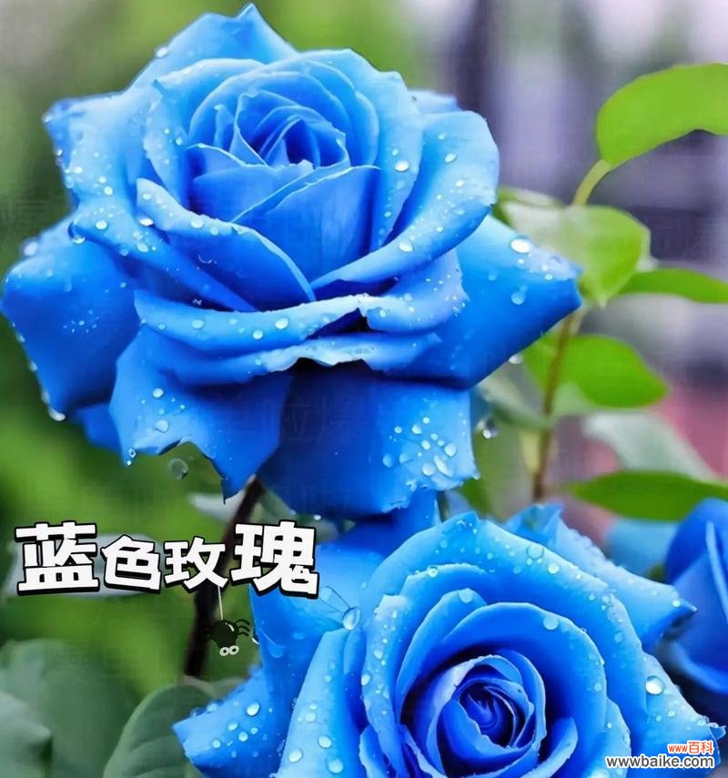 观赏蓝色玫瑰时应该了解哪些花语?蓝色玫瑰在花卉语言中代表什么?