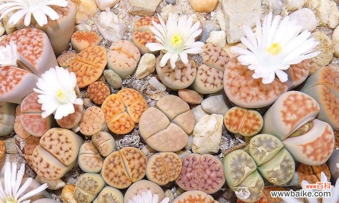 生石花的花语是什么？适合送给谁？