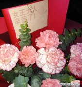 三八妇女节适合赠送哪种植物？