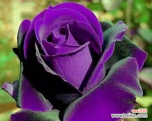 三八妇女节适合赠送哪种植物？