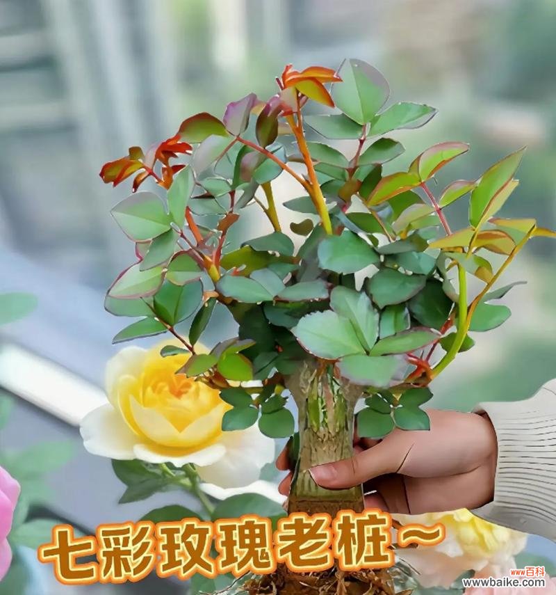 七彩玫瑰的花语含义是什么?七彩玫瑰适合什么场合?