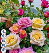 七彩玫瑰的花语含义是什么？七彩玫瑰适合什么场合？