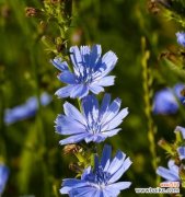 三朵花组合在一起有什么特别含义？