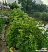 哪种植物代表什么？它们各自有什么象征意义？