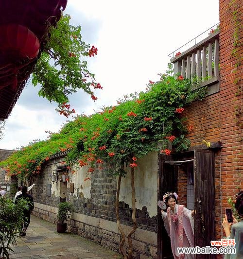 南方有哪些花卉及其独特的花语？