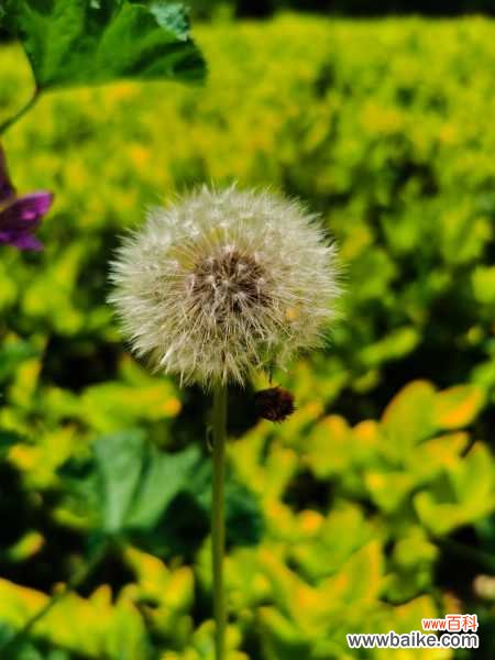 蒲公英根的作用和价格