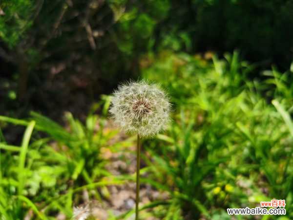 蒲公英根可以长期喝吗,蒲公英根多少钱一斤