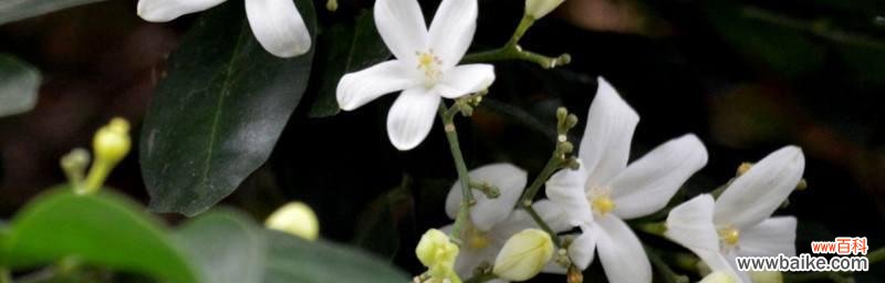 探秘七里香花的含义与象征 七里香花语传达着什么？