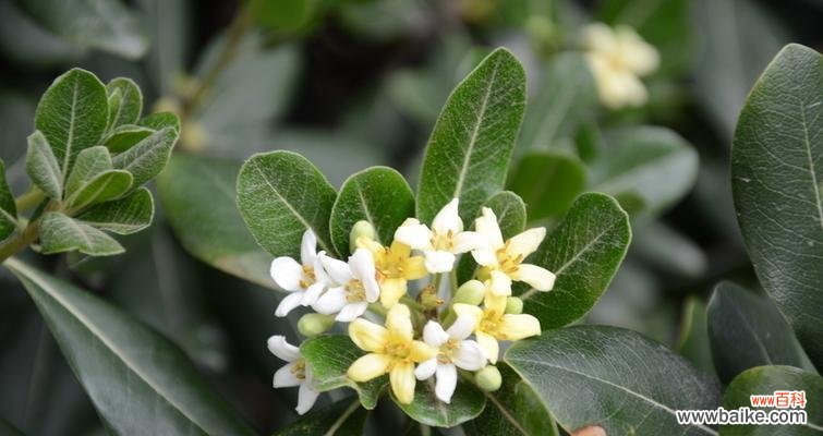 探秘七里香花的含义与象征 七里香花语传达着什么？