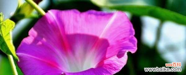 美丽的牵牛花传递着怎样的信息？ 牵牛花的花语与寓意