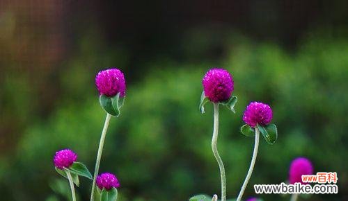 用千日红表达永恒的爱与回忆 千日红花语——不朽的生命之美