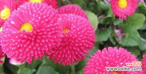 用千日红表达永恒的爱与回忆 千日红花语——不朽的生命之美