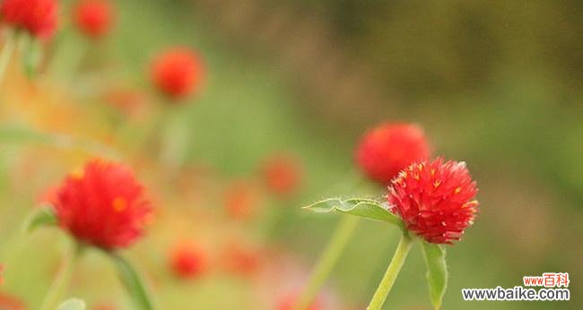 用千日红表达永恒的爱与回忆 千日红花语——不朽的生命之美