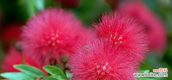 千瓣莲的花语和意义解析，传达美好祝愿和寓意 千瓣莲的花语