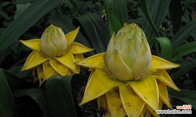 千瓣莲的花语和意义解析，传达美好祝愿和寓意 千瓣莲的花语