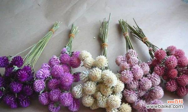 探秘千日粉花语的起源、传统和现代意义 千日粉花语及其象征意义