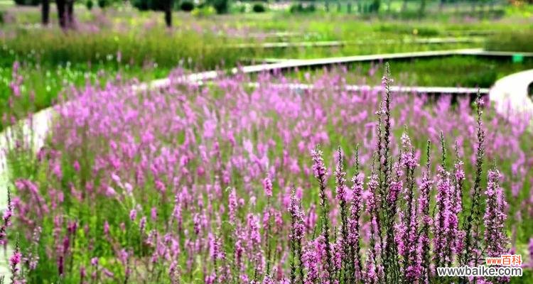美丽绽放的千屈菜，传递着什么样的信息呢？ 千屈菜的花语与寓意