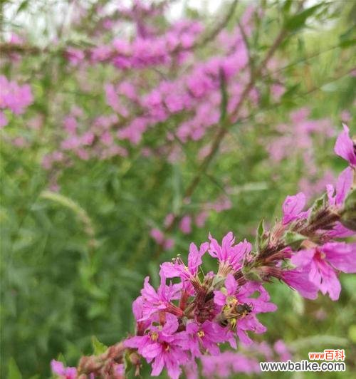 美丽绽放的千屈菜，传递着什么样的信息呢？ 千屈菜的花语与寓意