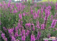 美丽绽放的千屈菜，传递着什么样的信息呢？ 千屈菜的花语与寓意