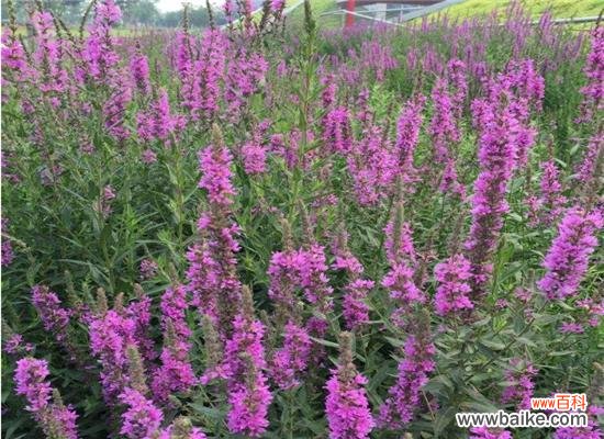 美丽绽放的千屈菜，传递着什么样的信息呢？ 千屈菜的花语与寓意