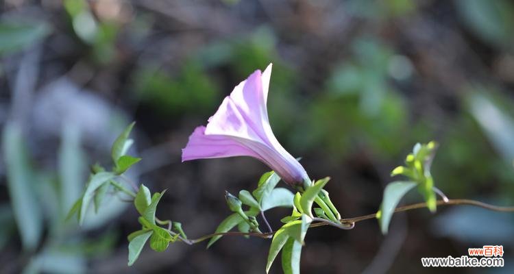 揭开牵牛花背后的意义 牵牛花的寓意与象征