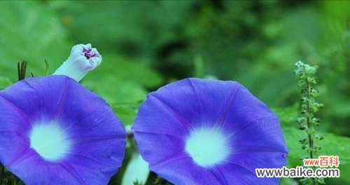 探索牵牛花的隐含信息与美丽 牵牛花的花语及其象征意义