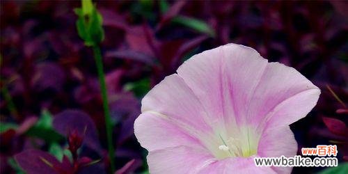 探索牵牛花的隐含信息与美丽 牵牛花的花语及其象征意义