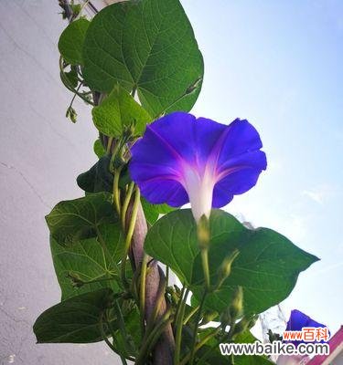 牵牛花的花语传达了什么？它的传说是怎样的？ 牵牛花的花语与传说解析