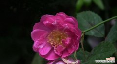 美丽绽放，情意绵绵 蔷薇花的花语和寓意