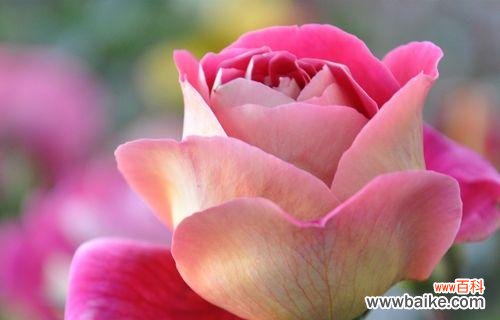 解析浅粉色玫瑰所代表的情感与寓意 浅粉色玫瑰的花语与含义