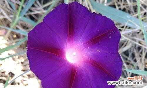 探寻牵牛花的隐含心意 牵牛花花语的深意