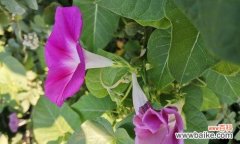 探寻牵牛花的隐含心意 牵牛花花语的深意