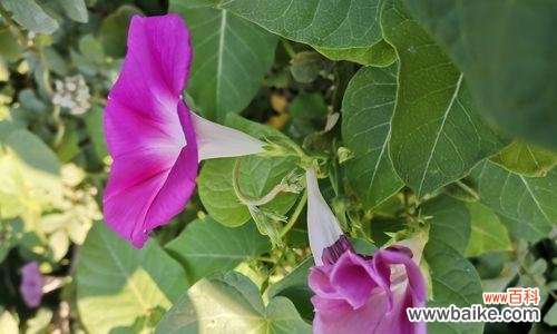 探寻牵牛花的隐含心意 牵牛花花语的深意