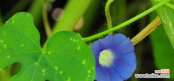 解读牵牛花花语，揭示其象征的内涵 牵牛花的花语与意义