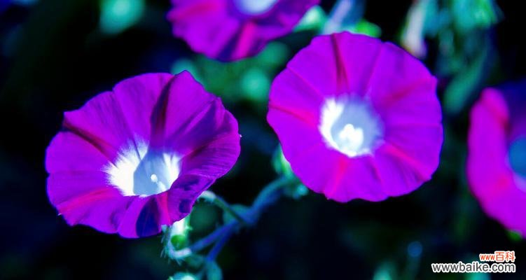 解读牵牛花花语，揭示其象征的内涵 牵牛花的花语与意义