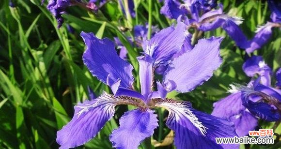 揭秘秋天花卉的花语及寓意 秋天花卉的花语大解密