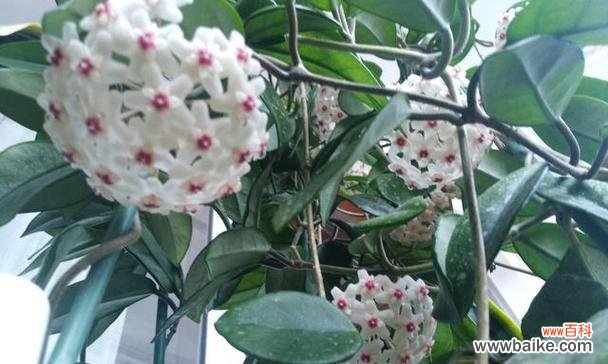 用花语讲述心意的力量与魅力 以球兰花语-传递情感的美丽语言