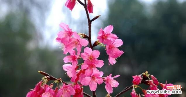 揭开樱花花语的神秘面纱 樱花的花语与意义