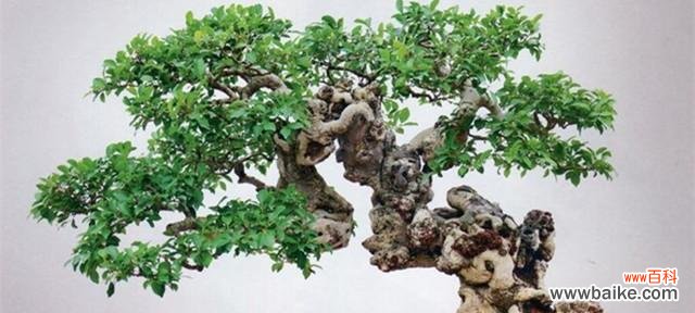 呵护福寿双全 以榕树盆景寓意深远的养护之道