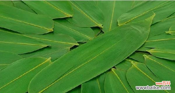 探索箬叶的历史和传统用途 箬叶的含义及其文化象征