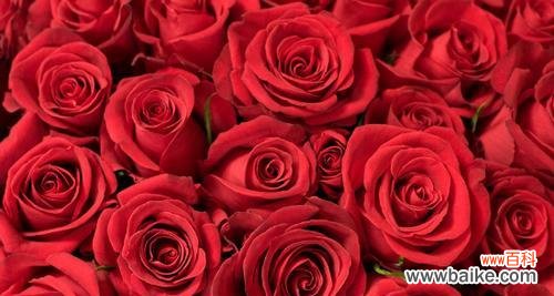 浪漫的花语与爱的承诺 三十三朵玫瑰的象征意义