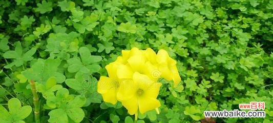 以花语诉说三轮草的成长与坚韧 草花语