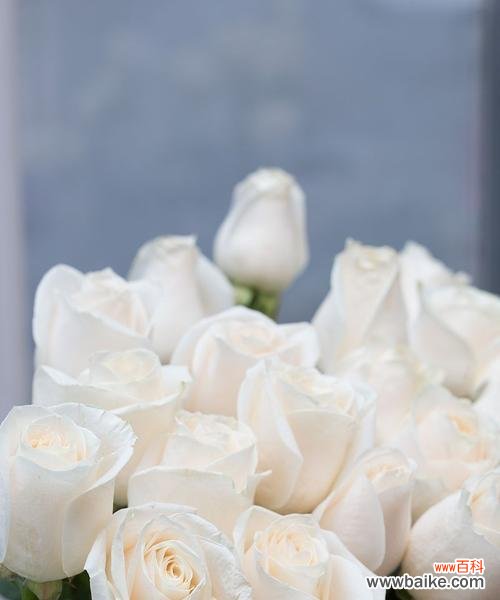 手打10朵白玫瑰传递了哪些信息？白玫瑰的花语是什么？