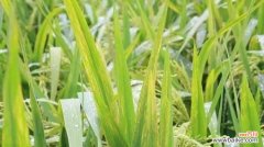 水稻吐水现象代表什么？水稻吐水是什么原因造成的？